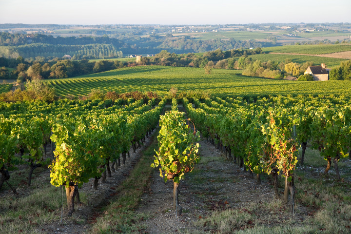 Vignes en Anjou